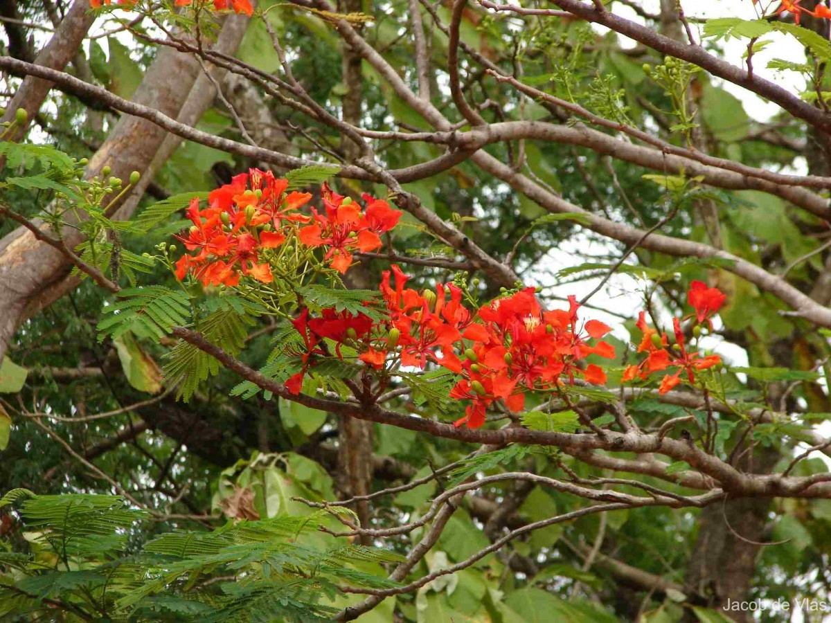 Delonix regia (Bojer ex Hook.) Raf.